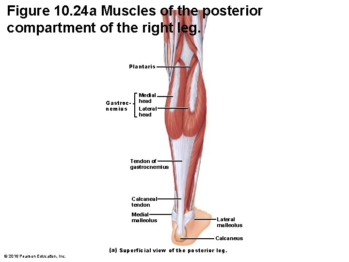 Figure 10. 24 a Muscles of the posterior compartment of the right leg. Plantaris Figure 10. 24 a Muscles of the posterior compartment of the right leg. Plantaris
