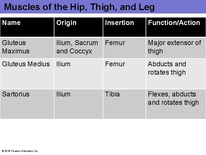 Muscles of the Hip, Thigh, and Leg Name Origin Insertion Gluteus Maximus Ilium, Sacrum Muscles of the Hip, Thigh, and Leg Name Origin Insertion Gluteus Maximus Ilium, Sacrum