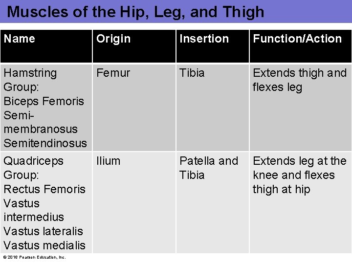 Muscles of the Hip, Leg, and Thigh Name Origin Hamstring Femur Group: Biceps Femoris Muscles of the Hip, Leg, and Thigh Name Origin Hamstring Femur Group: Biceps Femoris