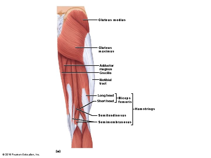 Gluteus medius Gluteus maximus Adductor magnus Gracilis Iliotibial tract Long head Short head Biceps Gluteus medius Gluteus maximus Adductor magnus Gracilis Iliotibial tract Long head Short head Biceps