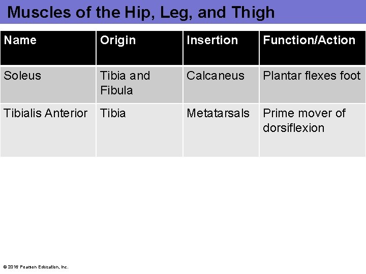 Muscles of the Hip, Leg, and Thigh Name Origin Insertion Function/Action Soleus Tibia and Muscles of the Hip, Leg, and Thigh Name Origin Insertion Function/Action Soleus Tibia and