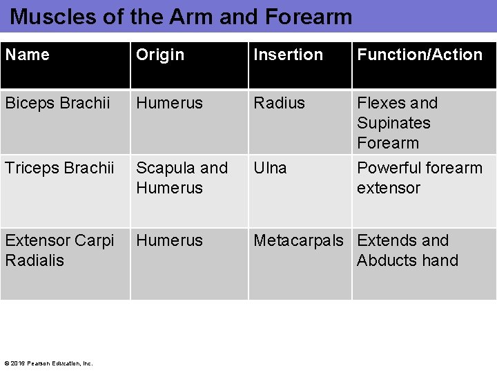 Muscles of the Arm and Forearm Name Origin Insertion Function/Action Biceps Brachii Humerus Radius Muscles of the Arm and Forearm Name Origin Insertion Function/Action Biceps Brachii Humerus Radius