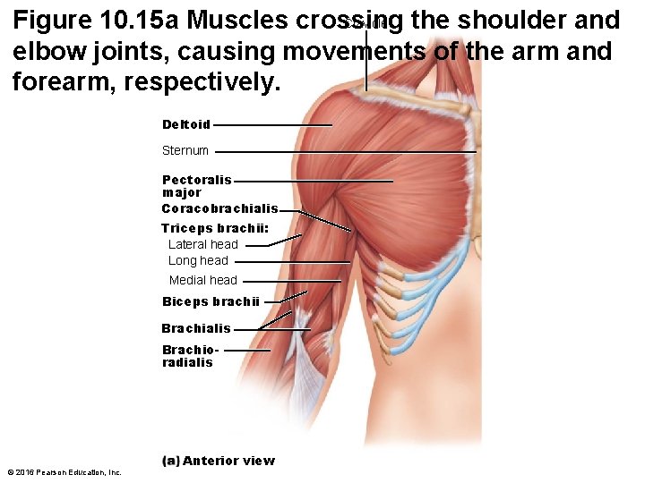 Clavicle Figure 10. 15 a Muscles crossing the shoulder and elbow joints, causing movements Clavicle Figure 10. 15 a Muscles crossing the shoulder and elbow joints, causing movements