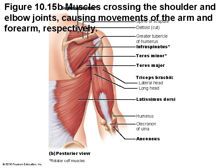 Figure 10. 15 b. Supraspinatus* Muscles crossing the shoulder and elbow joints, causing movements Figure 10. 15 b. Supraspinatus* Muscles crossing the shoulder and elbow joints, causing movements