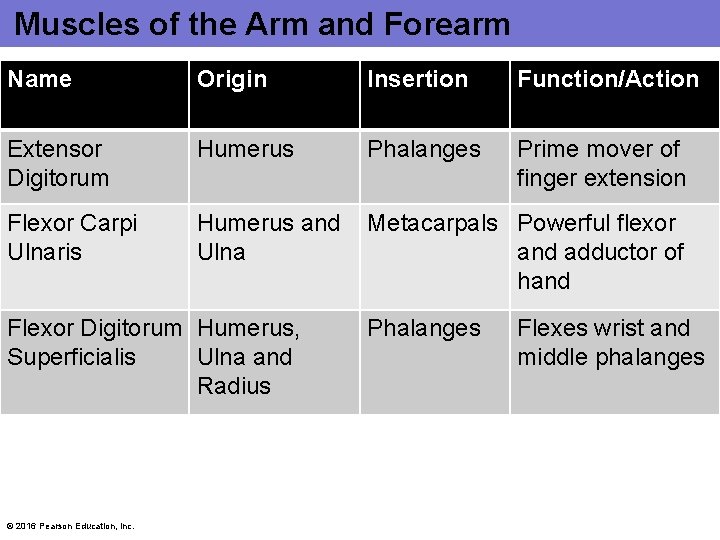 Muscles of the Arm and Forearm Name Origin Insertion Function/Action Extensor Digitorum Humerus Phalanges Muscles of the Arm and Forearm Name Origin Insertion Function/Action Extensor Digitorum Humerus Phalanges