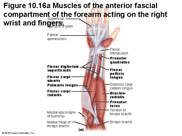 Figure 10. 16 a Muscles of the anterior fascial compartment. Superficial of the forearm Figure 10. 16 a Muscles of the anterior fascial compartment. Superficial of the forearm