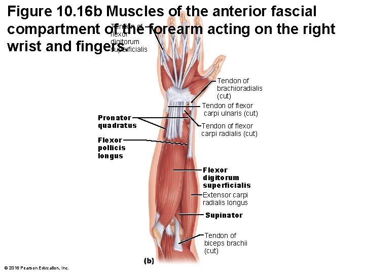 Figure 10. 16 b Muscles of the anterior fascial Tendon of compartment of the Figure 10. 16 b Muscles of the anterior fascial Tendon of compartment of the