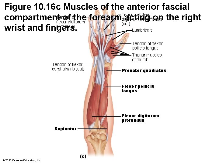 Figure 10. 16 c Muscles of the anterior fascial Tendon of flexor ofthe forearmdigitorum Figure 10. 16 c Muscles of the anterior fascial Tendon of flexor ofthe forearmdigitorum