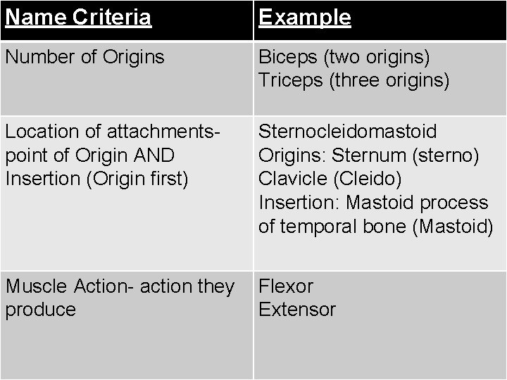 Name Criteria Example Number of Origins Biceps (two origins) Triceps (three origins) Location of Name Criteria Example Number of Origins Biceps (two origins) Triceps (three origins) Location of