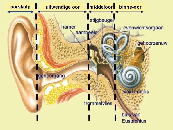 oorskulp uitwendige oor middeloor binne-oor 