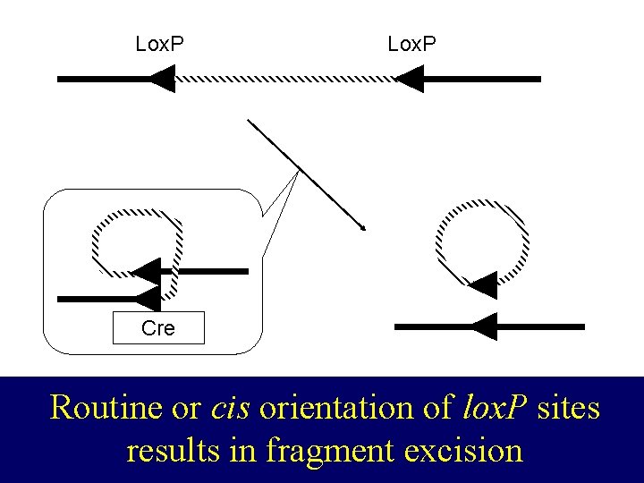 lox. P Lox. P CRE Cre Routine or cis orientation of lox. P sites