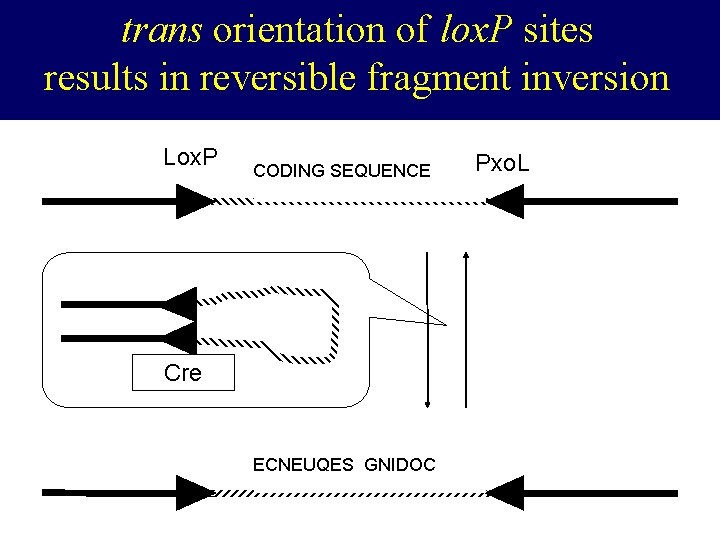 trans orientation of lox. P sites results in reversible fragment inversion Lox. P Pxol