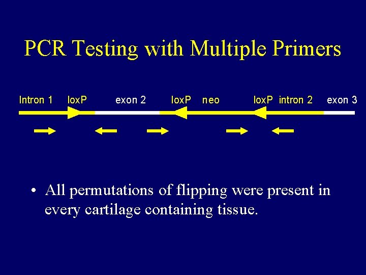 PCR Testing with Multiple Primers Intron 1 lox. P exon 2 lox. P neo