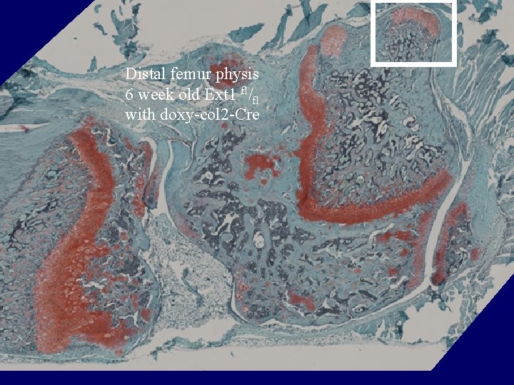 Distal femur physis 6 week old Ext 1 fl/fl with doxy-col 2 -Cre 