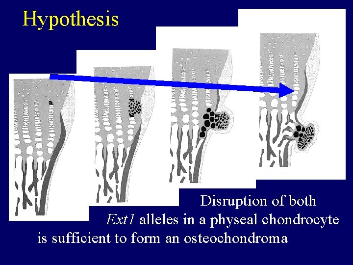 Hypothesis Disruption of both Ext 1 alleles in a physeal chondrocyte is sufficient to