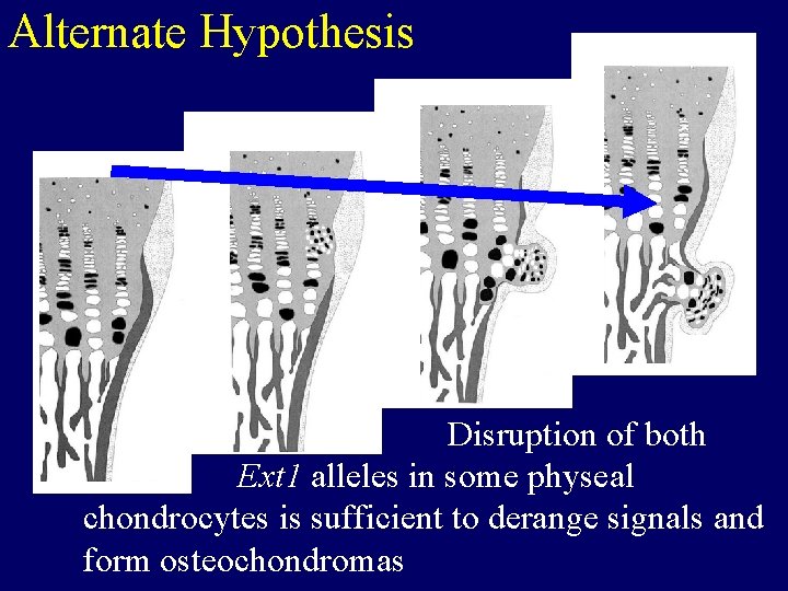 Alternate Hypothesis Disruption of both Ext 1 alleles in some physeal chondrocytes is sufficient