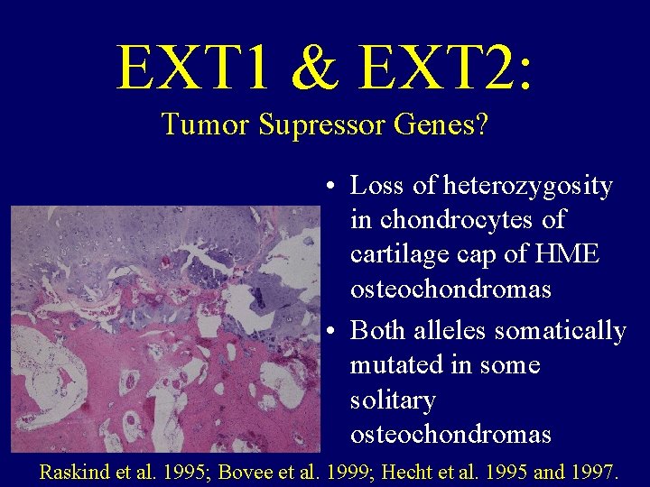 EXT 1 & EXT 2: Tumor Supressor Genes? • Loss of heterozygosity in chondrocytes