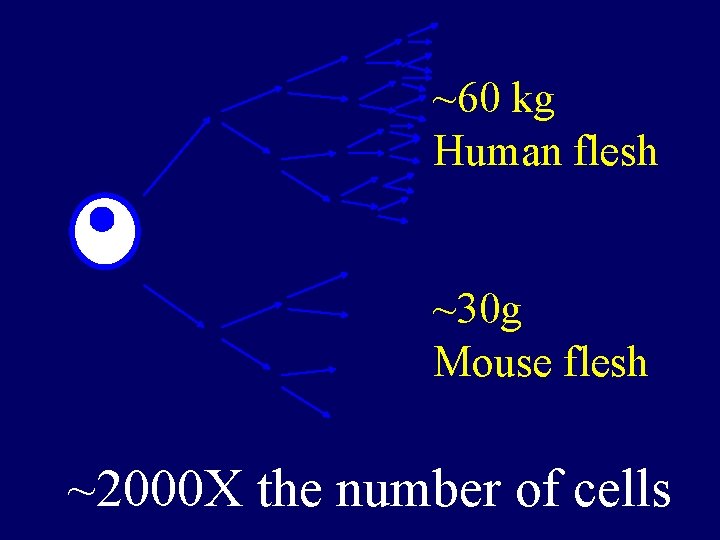 ~60 kg Human flesh ~30 g Mouse flesh ~2000 X the number of cells