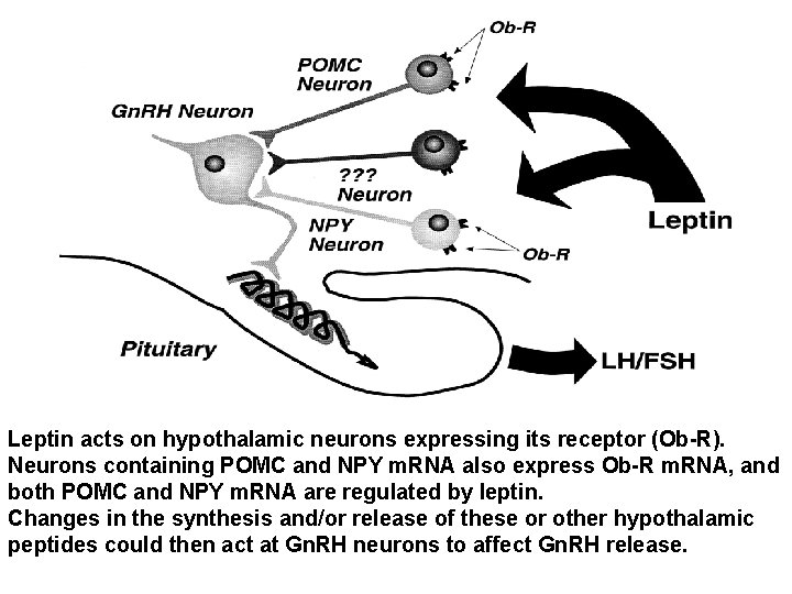 Leptin acts on hypothalamic neurons expressing its receptor (Ob-R). Neurons containing POMC and NPY