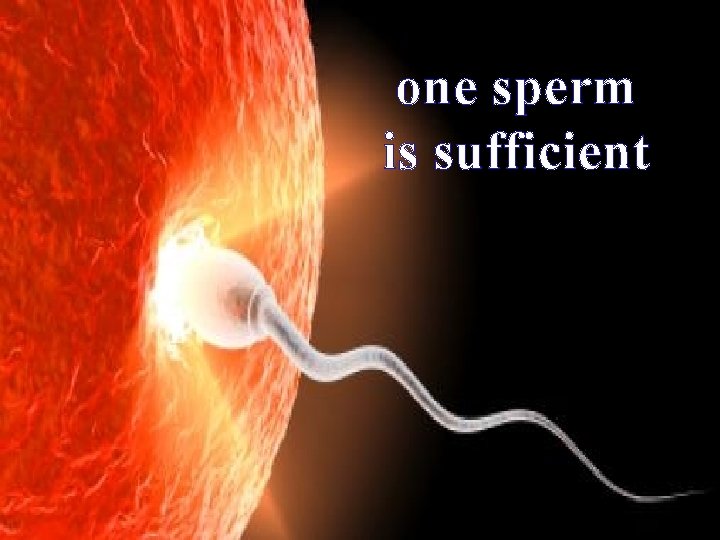one sperm is sufficient 