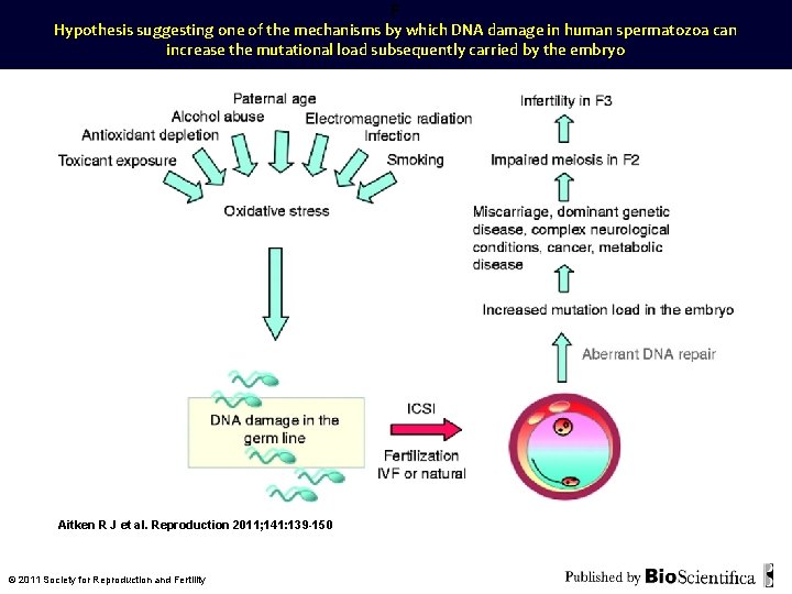 F Hypothesis suggesting one of the mechanisms by which DNA damage in human spermatozoa