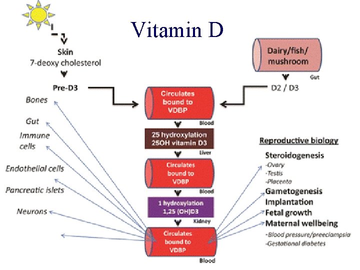 Vitamin D 