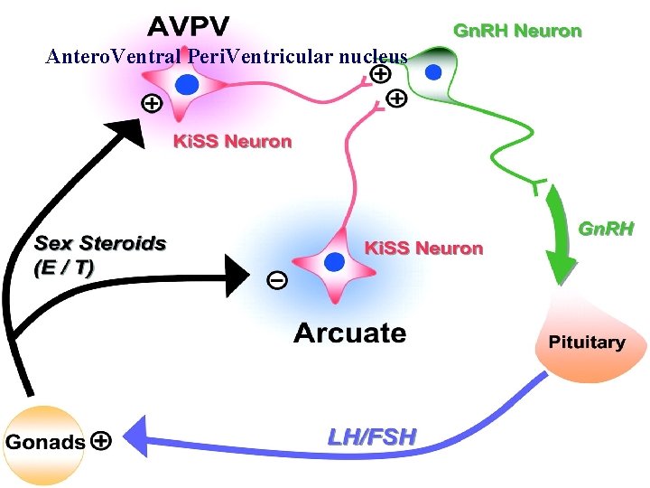 Antero. Ventral Peri. Ventricular nucleus 