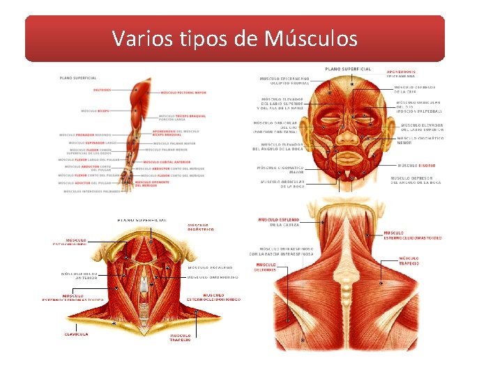 Varios tipos de Músculos 