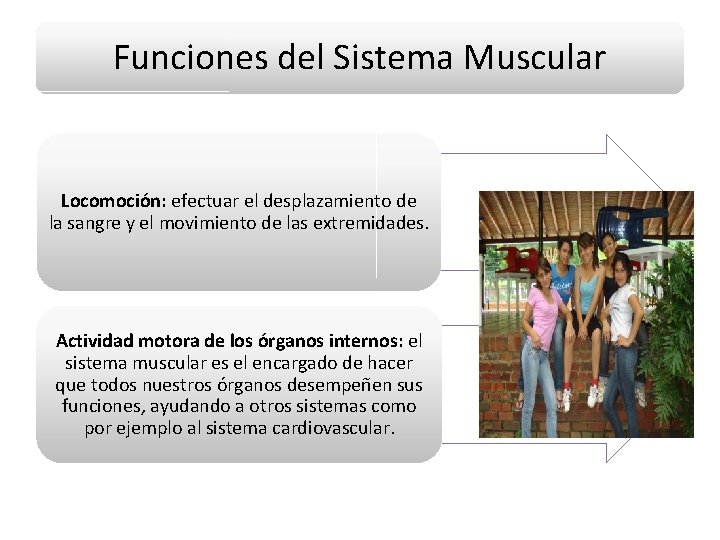 Funciones del Sistema Muscular Locomoción: efectuar el desplazamiento de la sangre y el movimiento