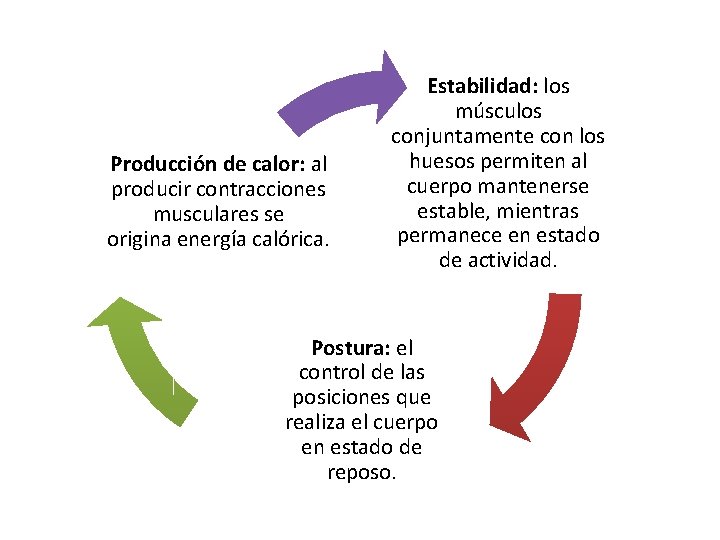Producción de calor: al producir contracciones musculares se origina energía calórica. Estabilidad: los músculos