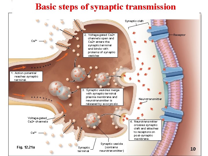 Basic steps of synaptic transmission Synaptic cleft 2. Voltage-gated Ca 2+ channels open and Basic steps of synaptic transmission Synaptic cleft 2. Voltage-gated Ca 2+ channels open and