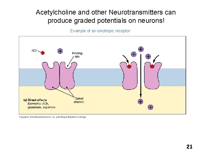 Acetylcholine and other Neurotransmitters can produce graded potentials on neurons! Example of an ionotropic Acetylcholine and other Neurotransmitters can produce graded potentials on neurons! Example of an ionotropic
