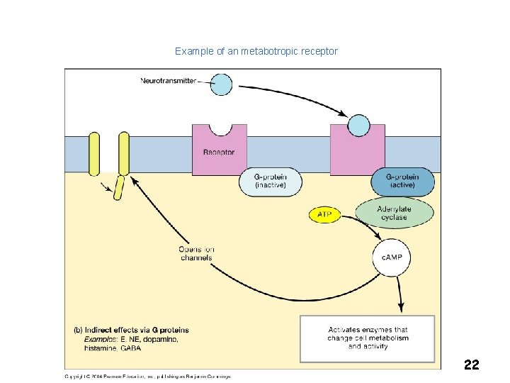 Example of an metabotropic receptor 22 