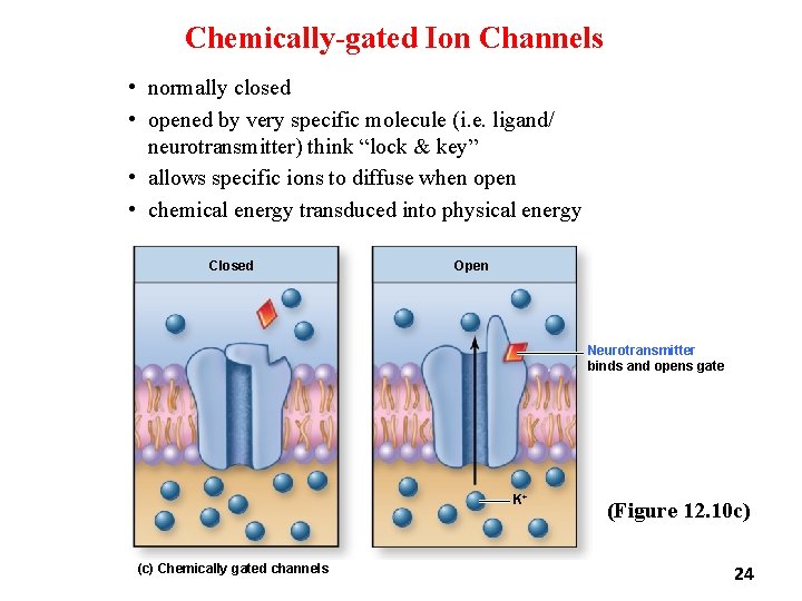 Chemically-gated Ion Channels • normally closed • opened by very specific molecule (i. e.
