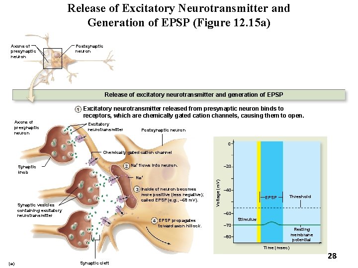 Release of Excitatory Neurotransmitter and Generation of EPSP (Figure 12. 15 a) Axons of