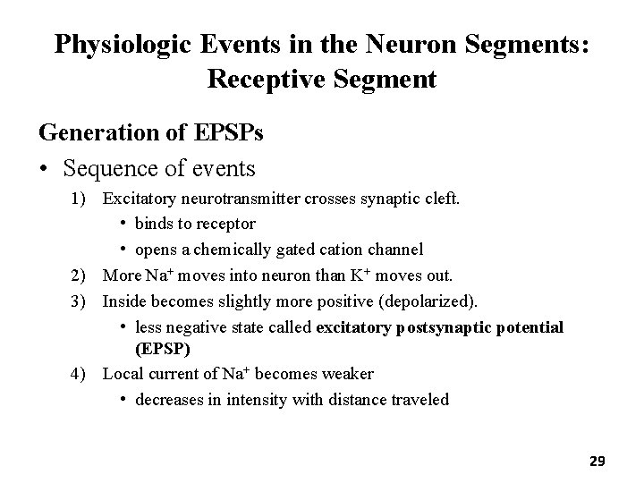 Physiologic Events in the Neuron Segments: Receptive Segment Generation of EPSPs • Sequence of