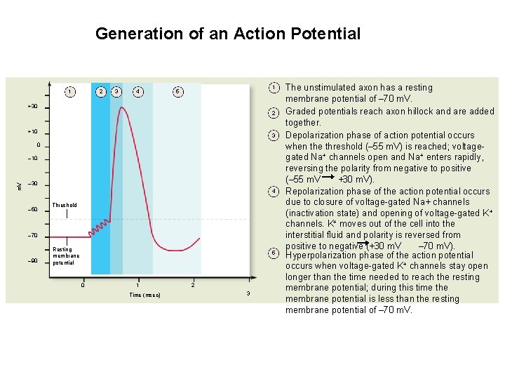 Generation of an Action Potential 1 2 3 4 1 5 +30 2 +10 Generation of an Action Potential 1 2 3 4 1 5 +30 2 +10
