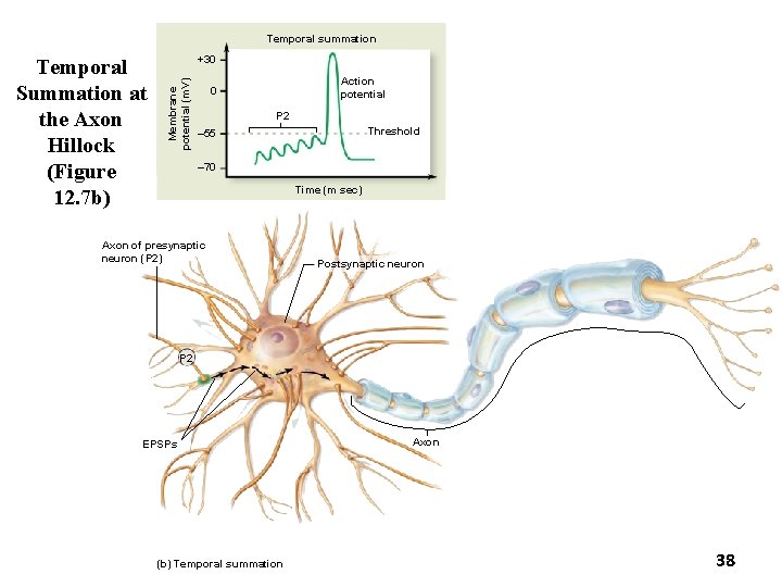 Temporal summation +30 Membrane potential (m. V) Temporal Summation at the Axon Hillock (Figure Temporal summation +30 Membrane potential (m. V) Temporal Summation at the Axon Hillock (Figure