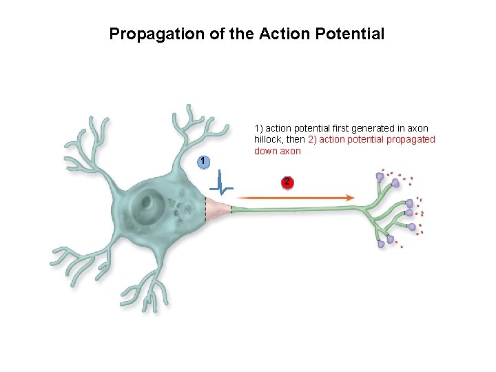 Propagation of the Action Potential 1 1) action potential first generated in axon hillock,