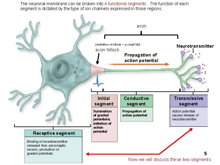 The neuronal membrane can be broken into 4 functional segments. The function of each