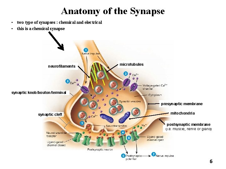 Anatomy of the Synapse • two type of synapses : chemical and electrical •