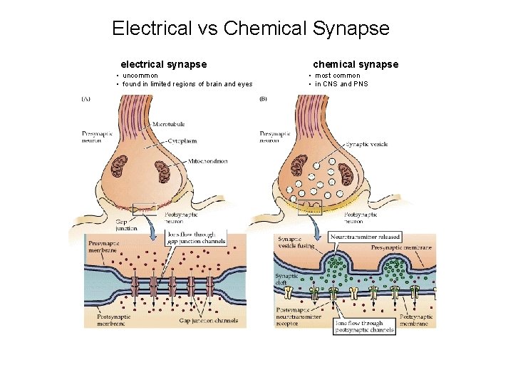 Electrical vs Chemical Synapse electrical synapse • uncommon • found in limited regions of Electrical vs Chemical Synapse electrical synapse • uncommon • found in limited regions of