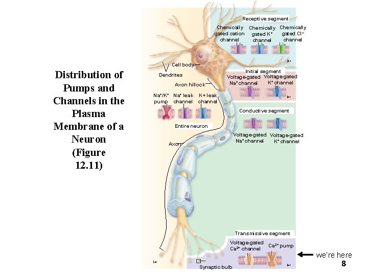 Receptive segment Chemically gated cation gated K+ gated Cl– channel (b) Cell body Distribution Receptive segment Chemically gated cation gated K+ gated Cl– channel (b) Cell body Distribution