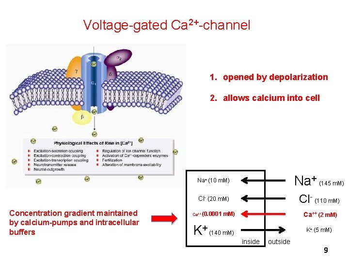 Voltage-gated Ca 2+-channel 1. opened by depolarization 2. allows calcium into cell Concentration gradient