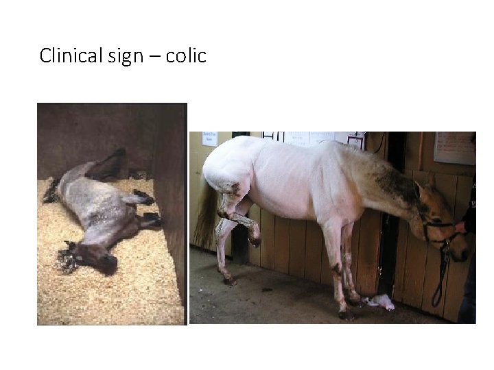 Clinical sign – colic 