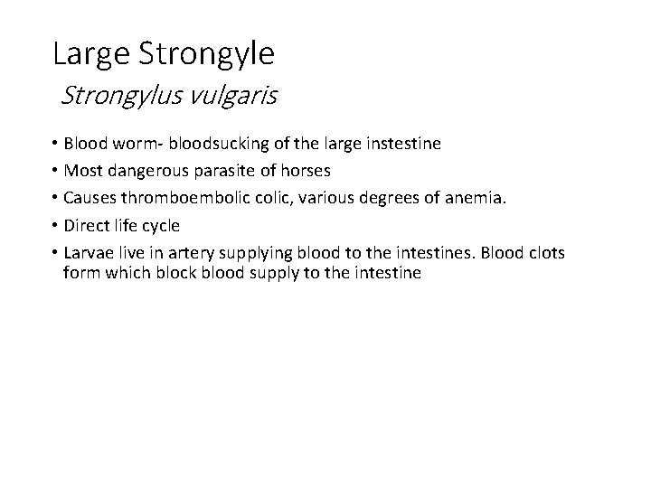 Large Strongylus vulgaris • Blood worm- bloodsucking of the large instestine • Most dangerous