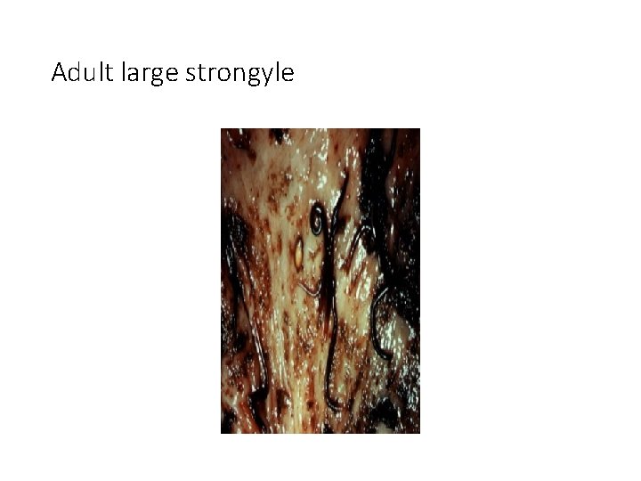 Adult large strongyle 