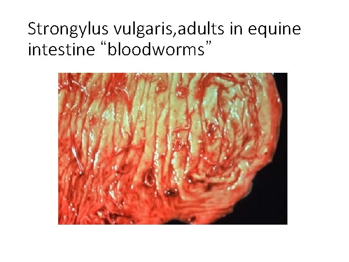 Strongylus vulgaris, adults in equine intestine “bloodworms” 