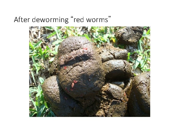 After deworming “red worms” 