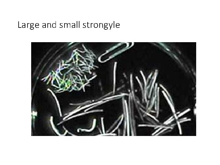 Large and small strongyle 